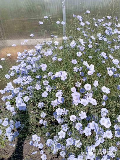 Лен саженцы, перовския