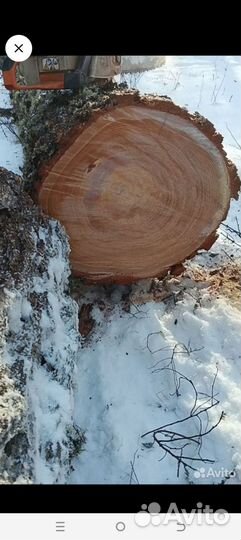 Лес кругляк пиловочник. лиственница