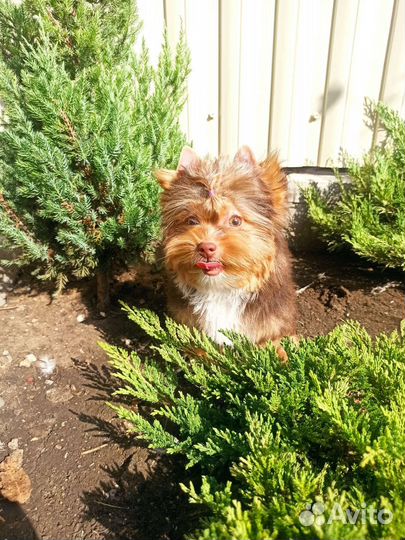 Мальчик шоколад с подпалом