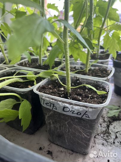 Рассада томатов