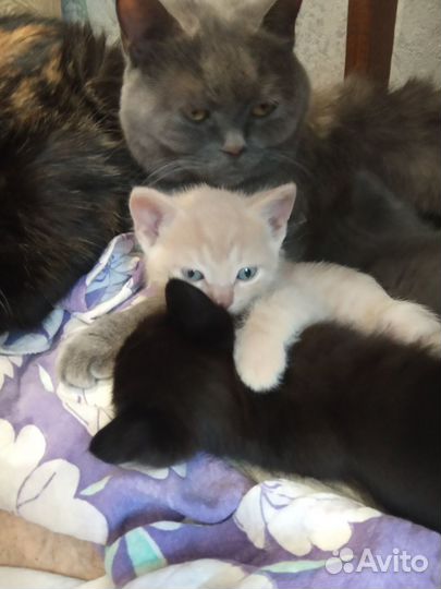 Котята