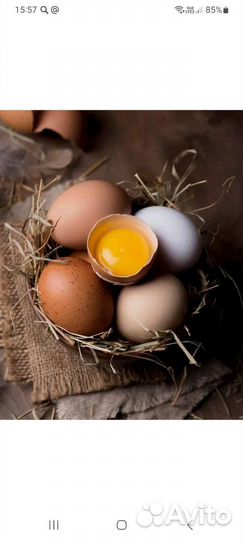 Домашние куриные яйца