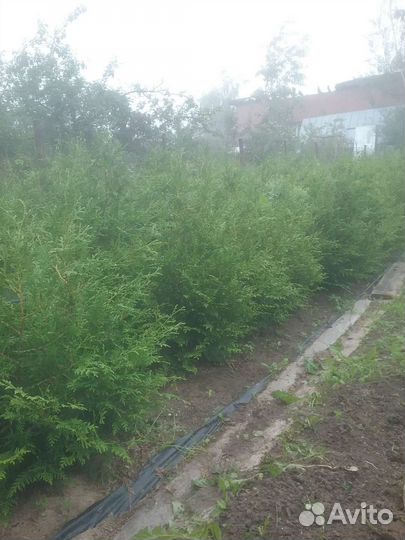 Туя из питомника