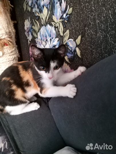 Кошка в дар