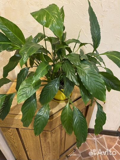 Спатифиллум