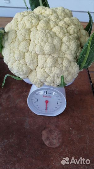 Капуста белокочанная засолочная, капуста цветная