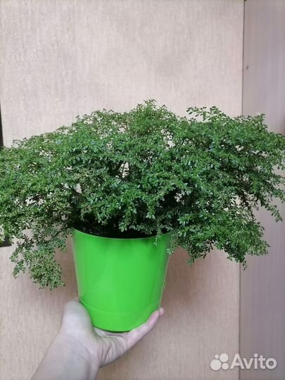 Пилея мелколистная