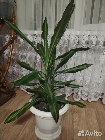 Пальма драцена