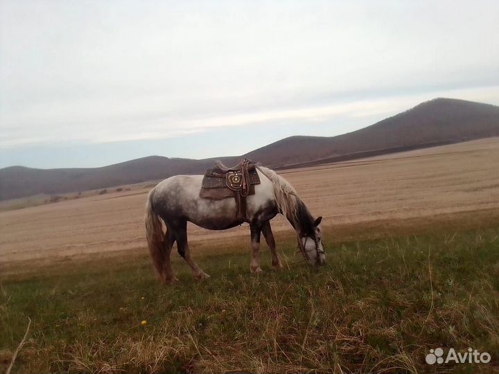 Кобыла, тёлочки