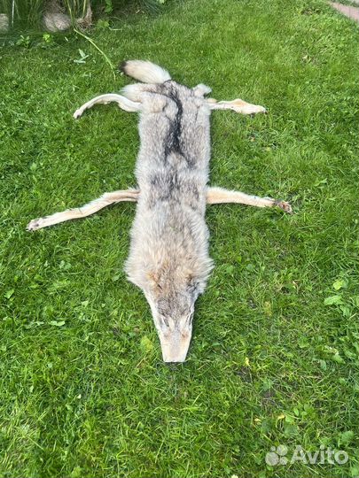 Натуральная шквоа волка