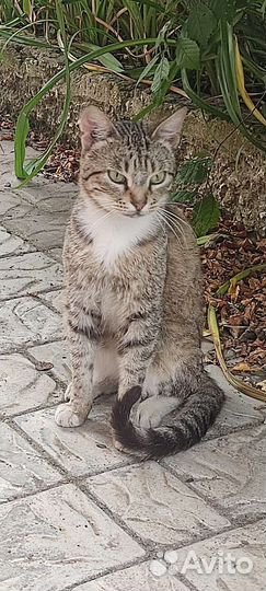 Кошки в добрые руки