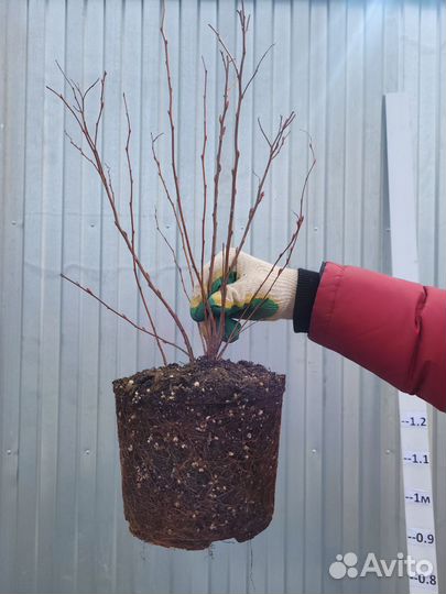 Спирея японская Энтони Ватерер