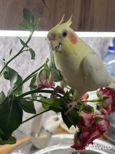 Попугай корелла