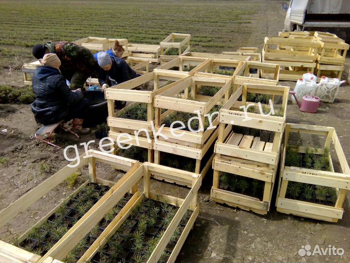 Саженцы Кедр Сибирский