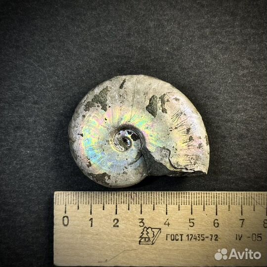 Аммонит окаменелость ископаемое палеонтология