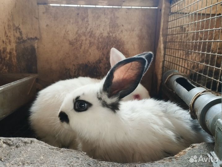 Кролики мясных пород (вислоушки - метисы)