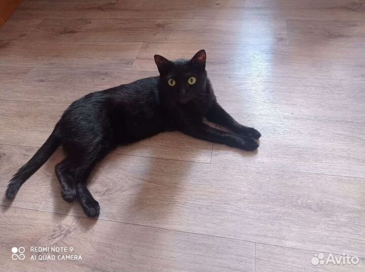 Кастрированный кот