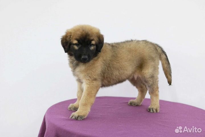 Милый щеночек