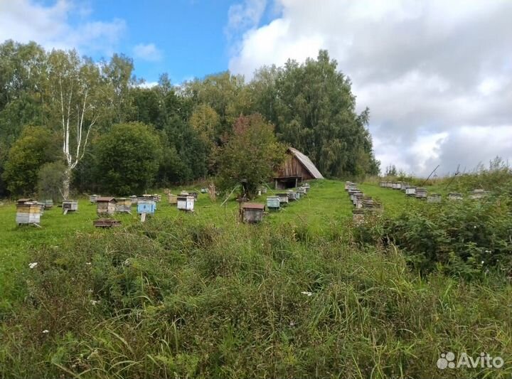 Пчелы пасека под ключ