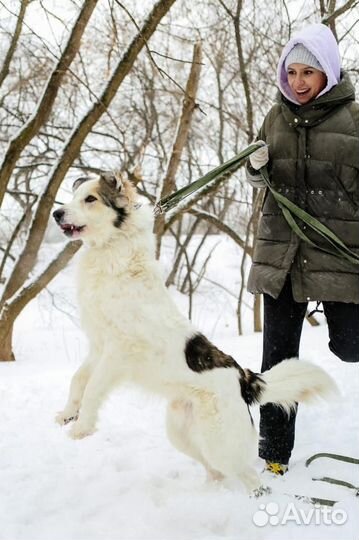 Пёс-аристократ ищет дорогу домой