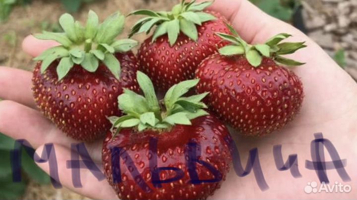 Саженцы клубники