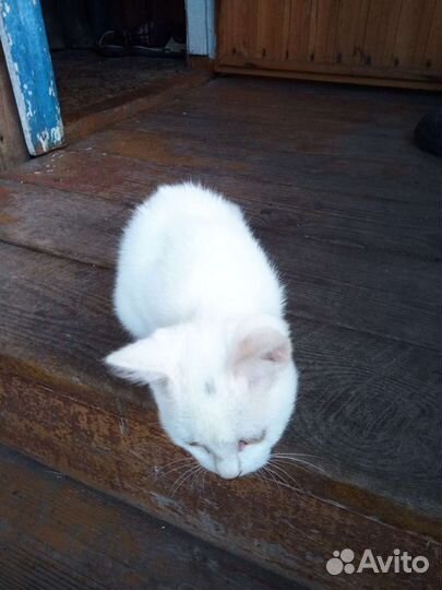 Белый котенок