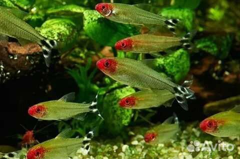 Аквариумные рыбки