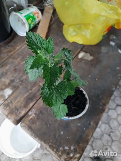 Котовник кошачий, кошачья мята