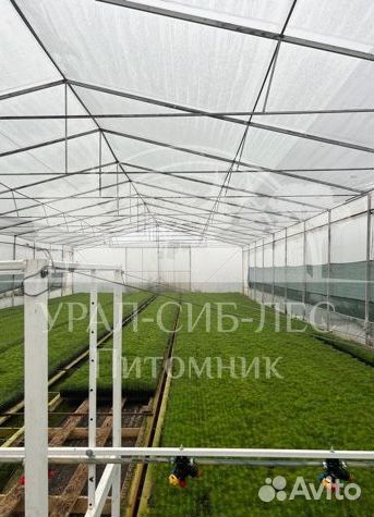 Горная сосна Мугус с зкс сеянцы