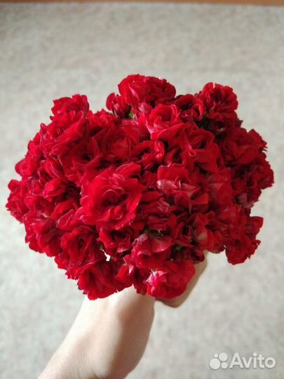 Пеларгонии сортовые