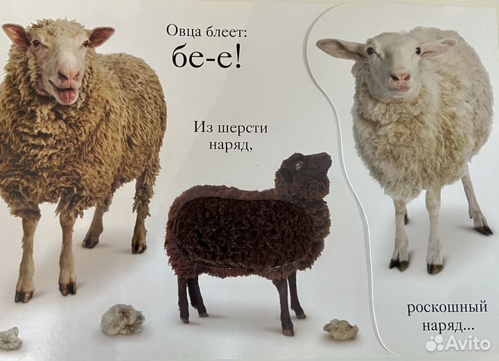 Мэтью Ван Флит 