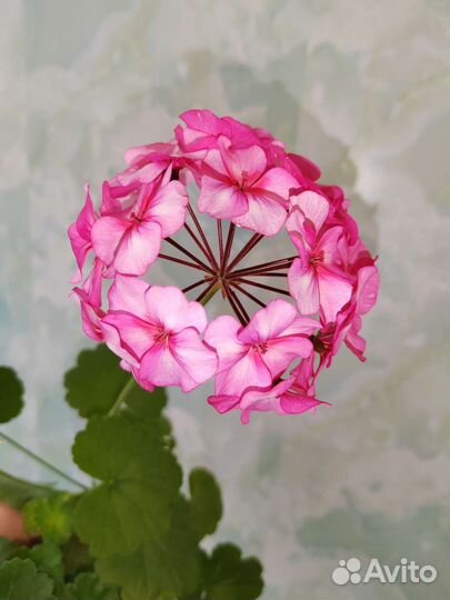 Сенполии, Пеларгонии, Экзакум