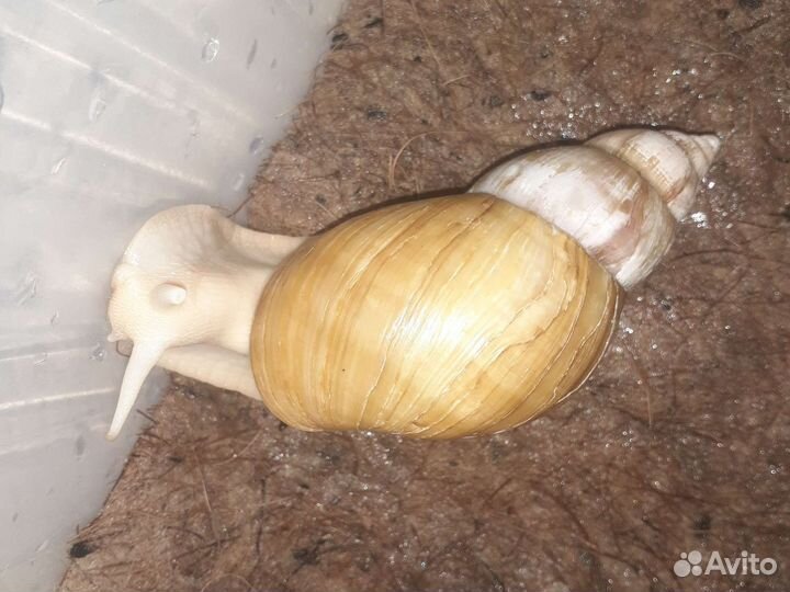 Ахатины альбиносы