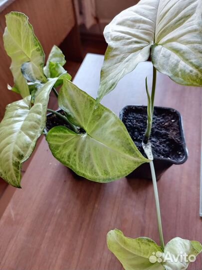 Комнатные растения