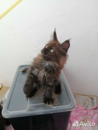 Котята мейн-кун