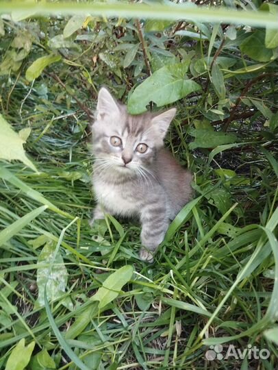 Полу британцы