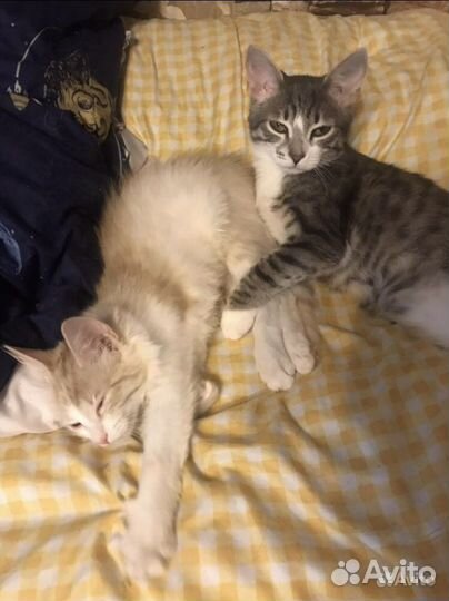 Передержка