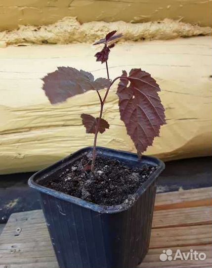 Маньжурский,краснолсист.орехи,спирея,ирга,сирень