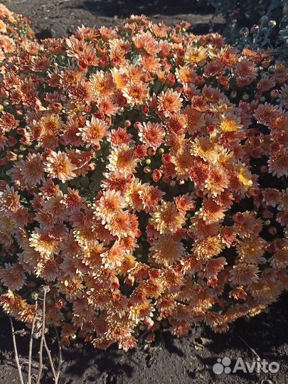 Хризантемы мультифлора и корейская