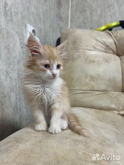 Рыжий котенок