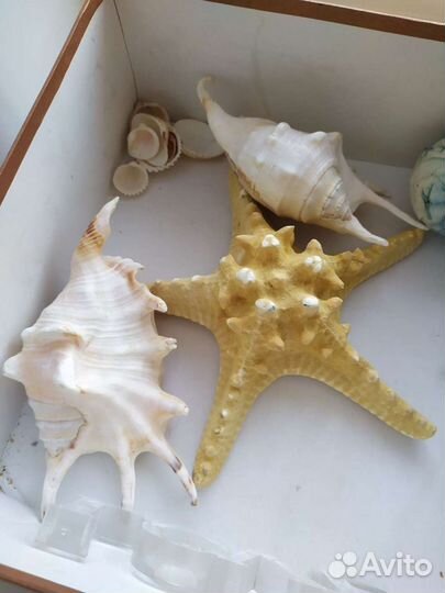 Ракушки морские