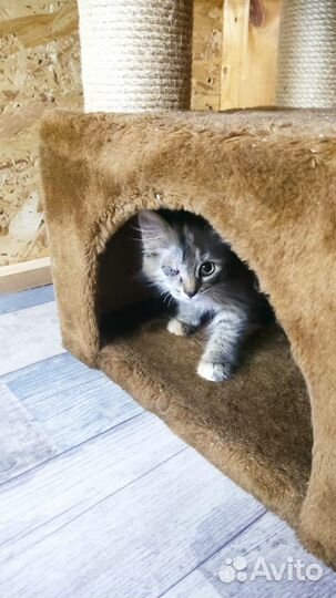 Особенная девочка в добрые руки