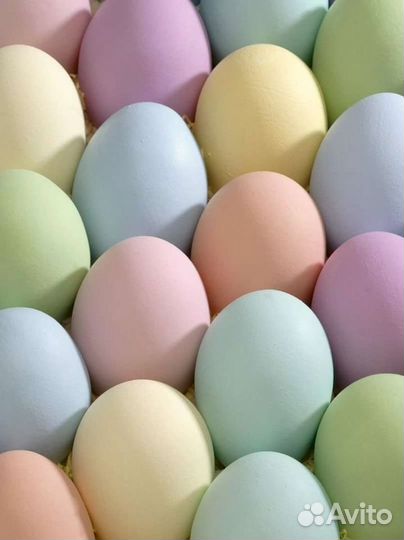 Инкубационное яйцо ross 308