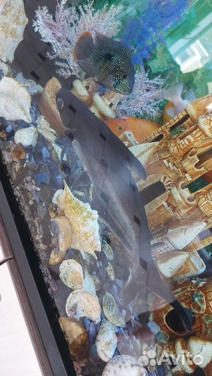 Отдам в добрые руки сом акулий