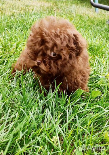 Тикап, микро мальтипу