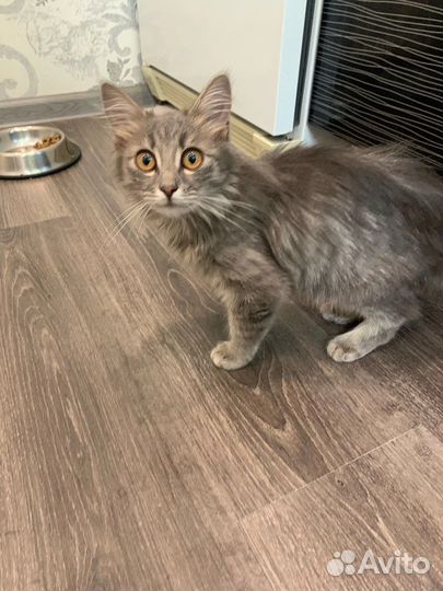 Котенок девочка