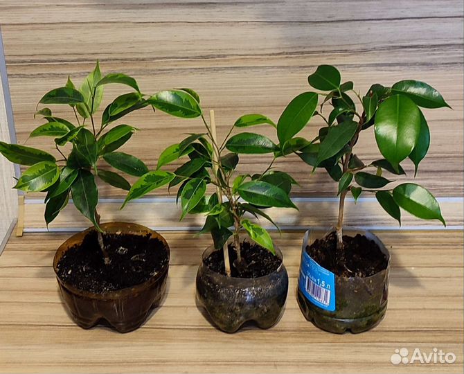 Фикус Бенджамина