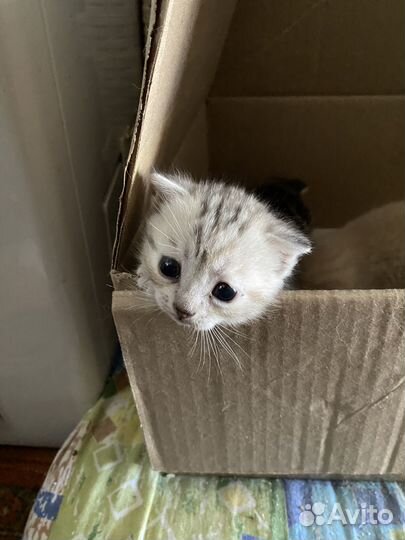 Британские котята