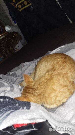 Кот ищет дом