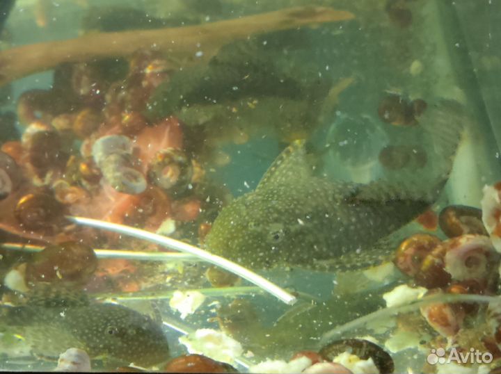 Анциструсы, сомики прилипалы